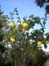 Marmelos-600.jpg - 